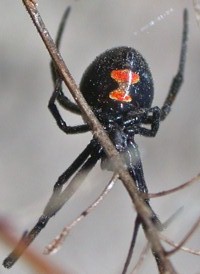 Southern Black Widow